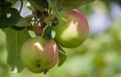 Елен Гутыро - Насыпьте по 3 столовые ложки этого под яблони, сливы и вишни в конце осени и соберете фантастический урожай на следующий год - sadogorod.club