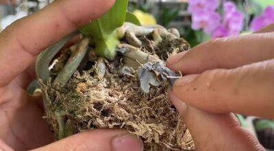 Цемент поможет орхидеям с пожелтевшими листьями быстро восстановиться - lifehelper.one