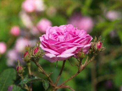 10 бед, которые подстерегают розы в конце лета: срочно принимайте меры - sadogorod.club
