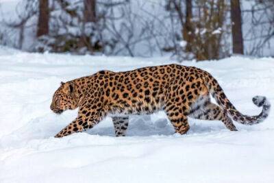 Как зимует амурский леопард - porosenka.net