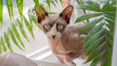 Кошка сфинкс или египетская кошка: история происхождения, уход, болезни - mur.tv - штат Нью-Мексико