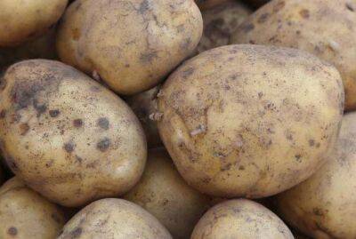 Пять ошибок при хранении картофеля, которые могут погубить урожай - sadogorod.club