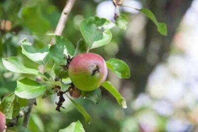 Елен Гутыро - Угощайте яблони 2 подкормками, которыми самые опытные огородники давно радуют свои деревья - sadogorod.club