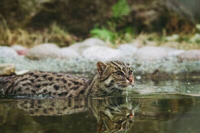 Кот способный убить леопарда, животные Азии, виверровый кот рыболов - porosenka.net