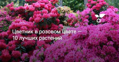 Цветник в розовом цвете — 10 лучших растений - sadogorod.club