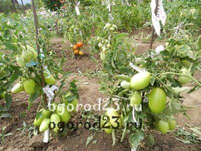 Как и когда обрывать нижние листья у помидоров, а самое главное – зачем? - sadogorod.club
