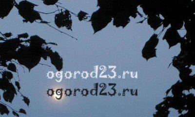 Луна в июле 2022 года, рекомендации для садоводов и огородников - sadogorod.club