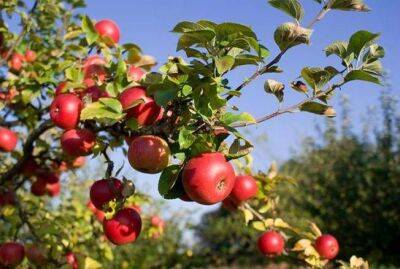 Почему опадают завязи на яблоне: 5 ошибок садоводов - sadogorod.club
