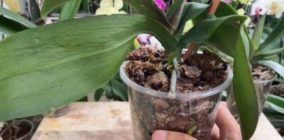 Копеечный метод для помощи орхидеям с мягкими листьями, это средство есть у каждого - lifehelper.one