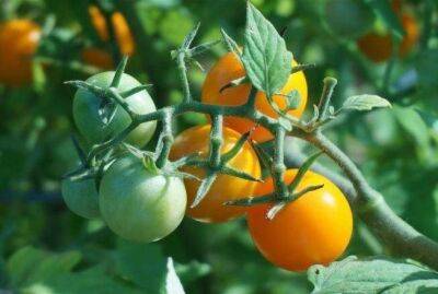 Дайте помидорам соль в августе и получайте томаты до осени: хитрость огородника - sadogorod.club