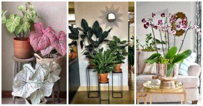 Любителям домашних цветов: стильный акцент вашего интерьера с помощью комнатных растений - lifehelper.one