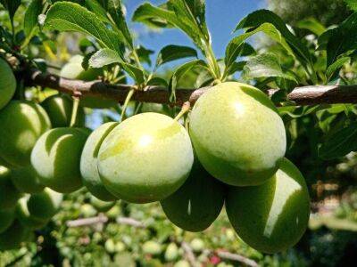 Чем подкормить плодоносящую сливу и абрикос: плоды будут крупными, как яблоко - sadogorod.club
