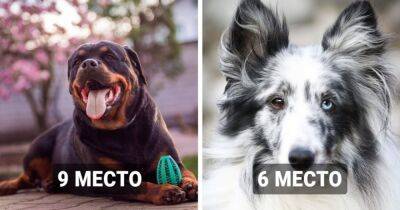 20 самых умных собак, которые являются настоящими Эйнштейнами в мире четверолапых - mur.tv - Сша - Канада