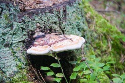 Что делать, обнаружив гриб трутовик на дереве: многие огородники не знают об этом - sadogorod.club