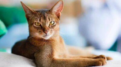 Абиссинская кошка – характеристика породы - mur.tv - Сша - Индия - Лондон - Англия - Египет - Индонезия