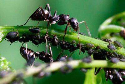 Самое необычное средство от муравьев: насекомые убегут, как ошпаренные - sadogorod.club