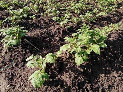 Как бороться с сорняками на картофеле: простые и эффективные способы - sadogorod.club