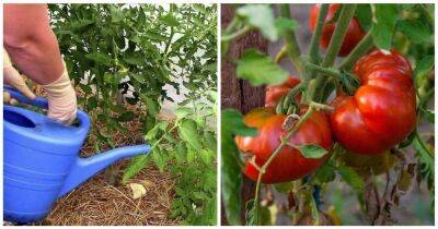 Правильная подкормка томатов в июле-августе для налива кистей и крупных плодов - lifehelper.one