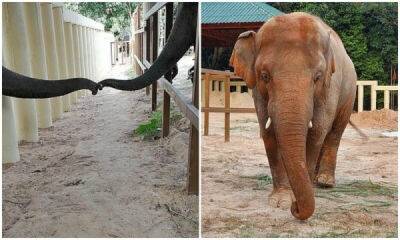 "Самый одинокий слон в мире" впервые за много лет влюбился - porosenka.net - Пакистан - Камбоджа - Шри Ланка