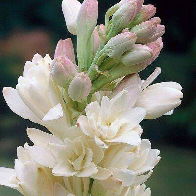 Цветок тубероза (полиантес): фото и описание, выращивание в открытом грунте, отзывы - sadogorod.club