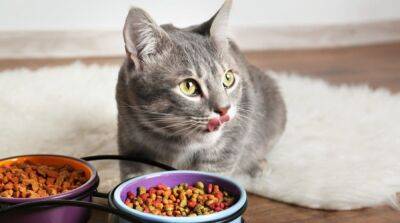 Зачем кошки смотрят по сторонам или в глаза хозяина, когда кушают: 3 главные причины - mur.tv