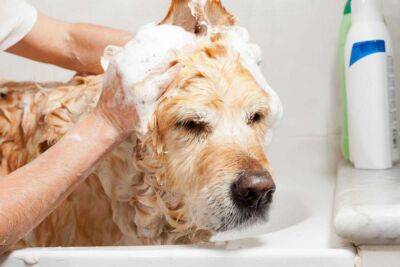 Можно ли мыть собаку человеческим шампунем - mur.tv