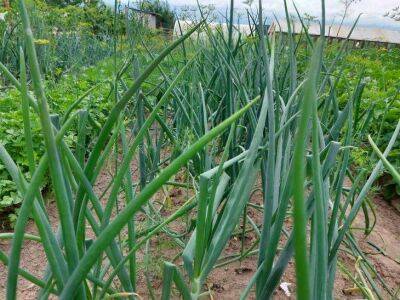 Не спешите убирать лук: деревенская хитрость перед сбором урожая увеличит размер и лёжкость - sadogorod.club