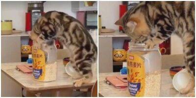 Будто мясо ест: кот с жадностью уплетает сухую овсянку - mur.tv