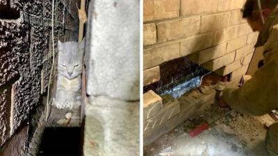 Пожарные спасли кошку, застрявшую в крошечной щели между двумя стенами - porosenka.net - Англия