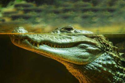 Как содержать экзотическое животное в домашних условиях? Крокодил. - lifehelper.one