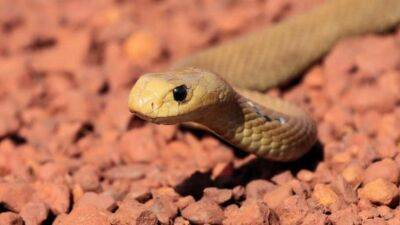 Самые опасные змеи-убийцы планеты - fokus-vnimaniya.com - Австралия - Гвинея