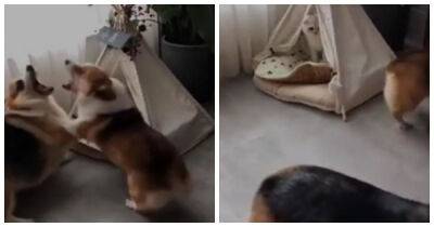 Пёс "потерял нюх" заснув рядом с кошечкой, но ревнивая подруга расставила всё по своим местам: видео - porosenka.net