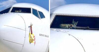 Кота на две недели забыли в пустом самолете - porosenka.net - Тель-Авив