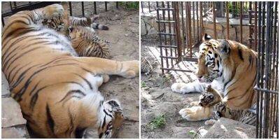 В Большереченском зоопарке появились тигрята - mur.tv