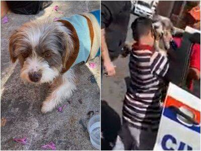 Мальчик расплакался, увидев свою собаку, которая потерялась - mur.tv - Бразилия