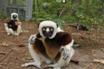 Сифаки — самые весёлые приматы планеты, которым жизнь в удовольствие - chert-poberi.ru - Мадагаскар