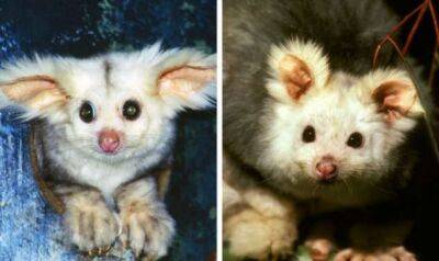 Удивительные животные, которые были обнаружены совсем недавно - chert-poberi.ru - Франция - Австралия - Бразилия - Таиланд