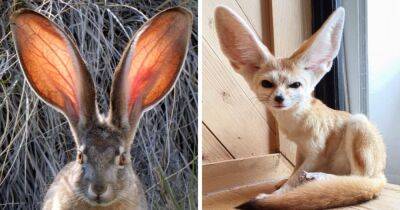 16 неотразимых животных, которых природа сделала ещё круче, наградив их знатными ушами - mur.tv