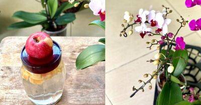 Яблочная кожура — натуральная находка для орхидей. Множество цветов и новых корней - cpykami.ru