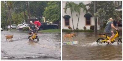 Пёс прокатился на доске по затопленным улицам - mur.tv - штат Флорида