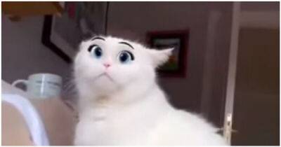 Фильтр в Snapchat превратил кошку в милого персонажа мультфильмов Disney - porosenka.net