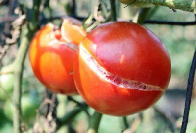 ​Храним потрескавшиеся помидоры правильно - polsov.com