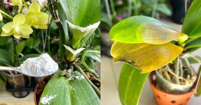 Мало кто знает, что шпаклевка может помочь орхидеям с загнившими листьями - cpykami.ru