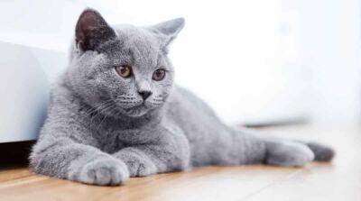 Британская короткошерстная кошка: что нужно знать будущему владельцу - mur.tv - Англия