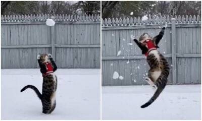 Точно в цель: молниеносная реакция кота на брошенный снежок - porosenka.net - штат Пенсильвания - Usa