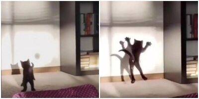 “Я тебе покажу!”: котёнок сражается со своей тенью - mur.tv