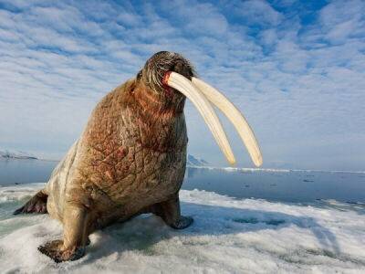 Розовеют к старости и белеют в воде: интересные факты из жизни моржей - porosenka.net