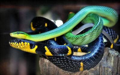 Глупые мифы о змеях, из-за которых многие люди их боятся - porosenka.net - Австралия