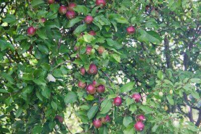 Можно ли сажать яблоню в глинистую почву: 4 правила, чтобы дерево хорошо росло и не болело - sadogorod.club