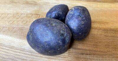 Из фиолетового картофеля «Солоха» надумал сварить пюре, демонстрирую, что получилось - lifehelper.one